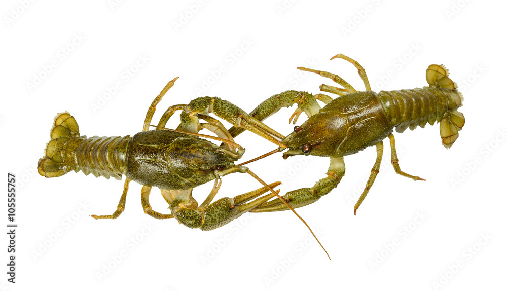 Living two Crayfish close-up on white background Living two Crayfish close-up on white background