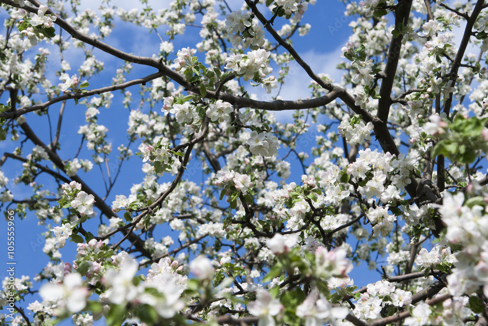 Apple tree flowers on a blue sky