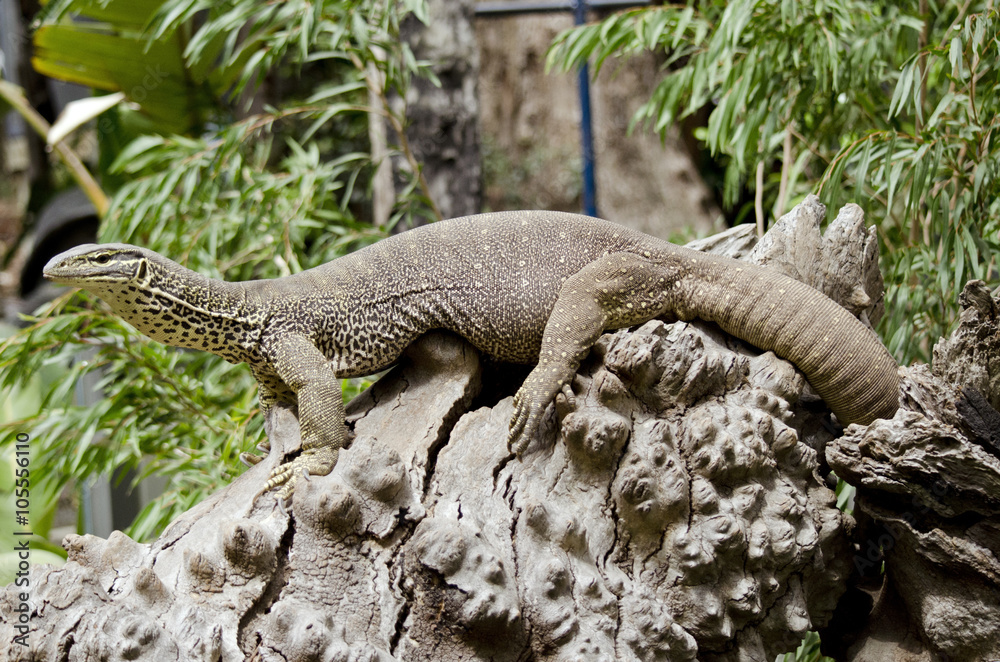 Fototapeta premium lizard