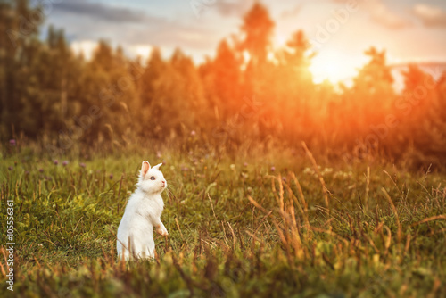 Fototapeta Naklejka Na Ścianę i Meble -  white rabbit or bunny on green meadow in nature, happy easter symbol