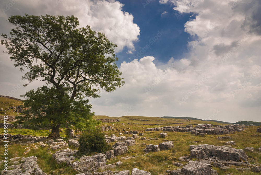 England. Yorkshire Dales. June 2010.A solitary tree on a stretch of limestone pavement in the Yorkshire Dales, England