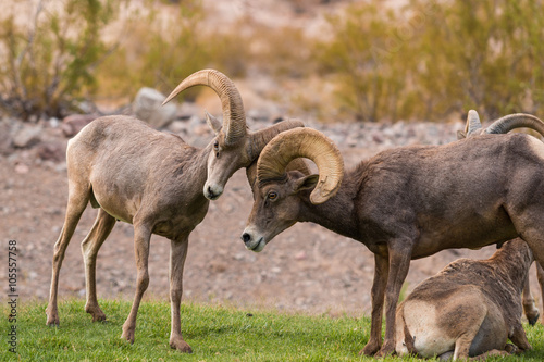 Desert Bighorn Rams in Rut