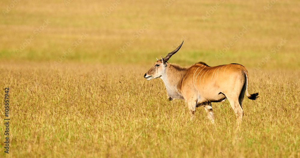 Beautiful eland grazing in the Bush Beautiful eland grazing in the Bush