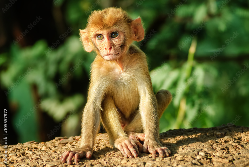 Fototapeta premium A young Rhesus Macaque monkey