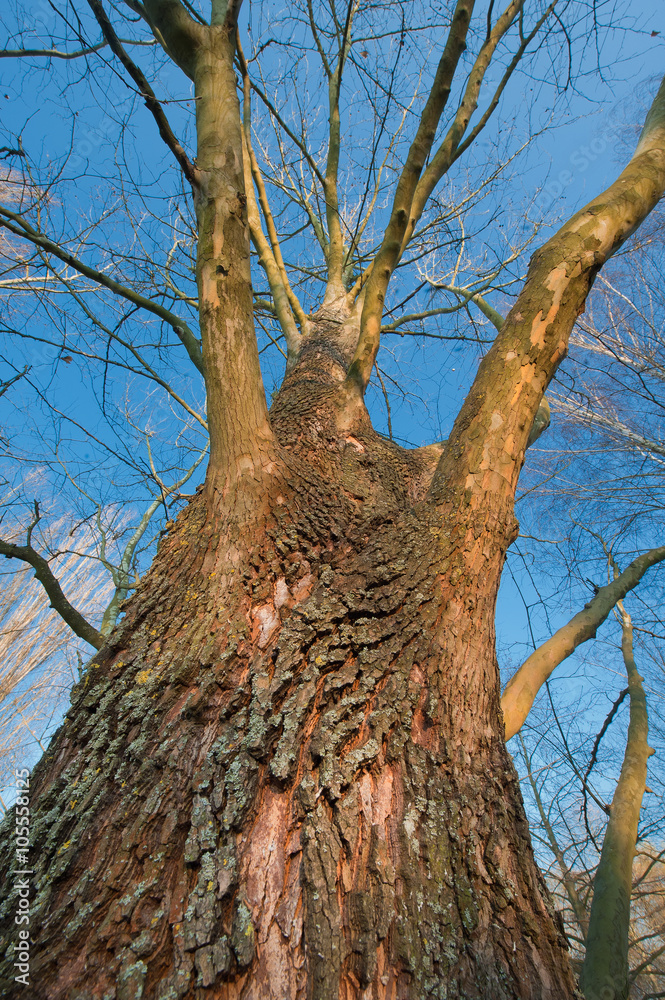 Looking up in the forest