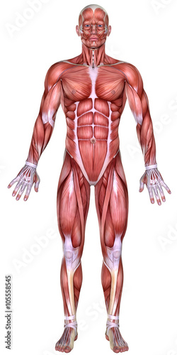 Fotografie, Obraz 3d male body anatomy