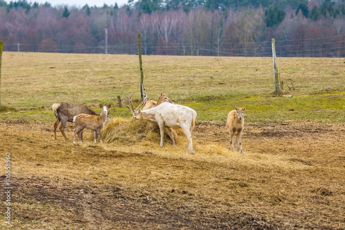 David's Deer in animal park. photo