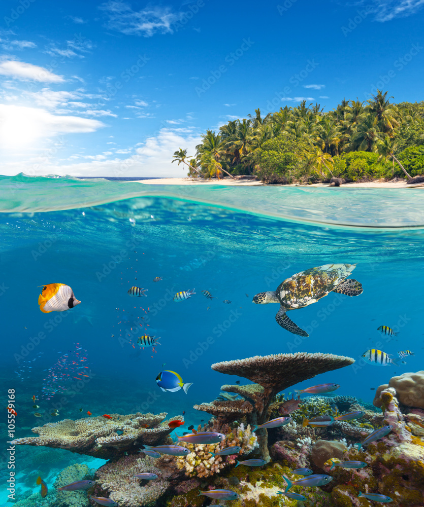 Fototapeta premium Underwater coral reef with tropical island