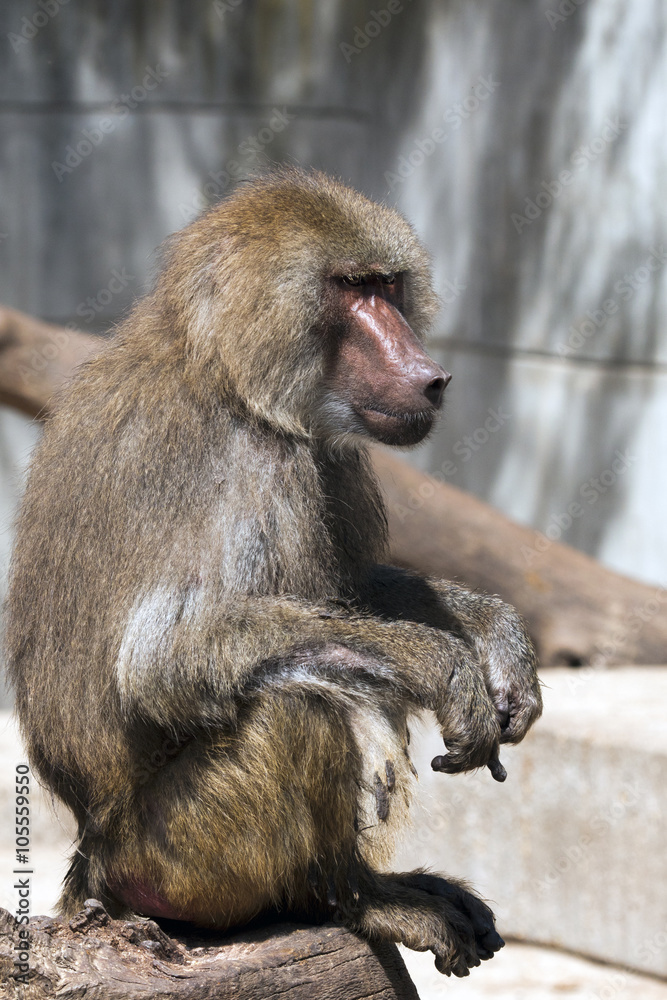 Obraz premium zoo 2476 / Mono adulto mirando a la dereche