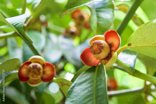 Tableau sur toile Close up soft fruit of mangosteen on the tree at orchard in Thailand