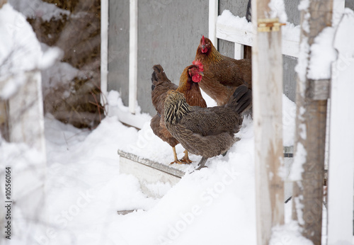 Several chickens in the winter snow