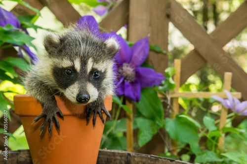 Baby Raccoon playing in the garden