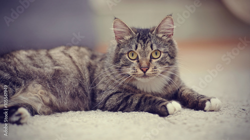 The striped domestic cat with yellow eyes © Azaliya (Elya Vatel)