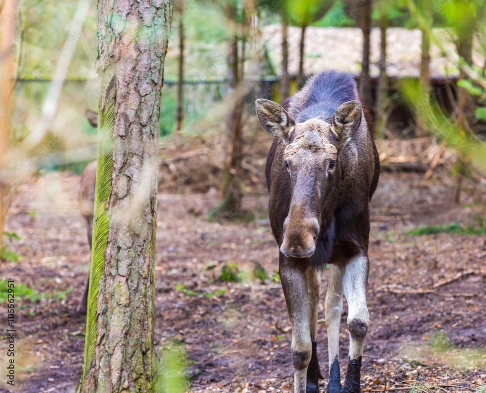 Moose portrait photographed in forest