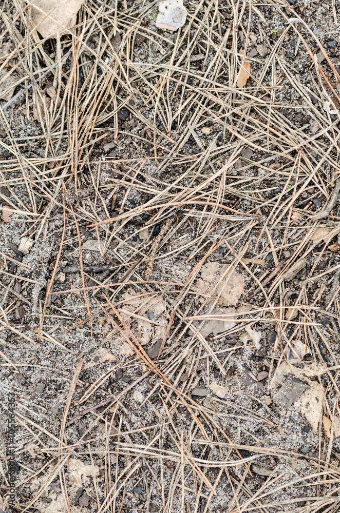 pine needles pine needles