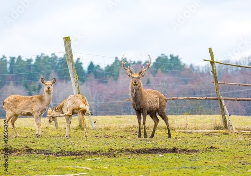 Sika deer - Dybowski deer flock photo