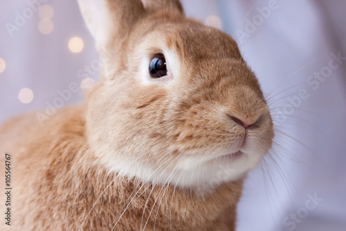 Cute and adorable rufous house bunny rabbit closeup with nose up