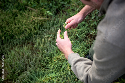 A hand forages samphire. photo