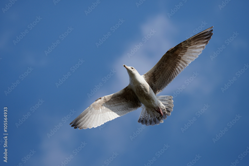 Obraz premium European Herring Gull, Larus argentatus