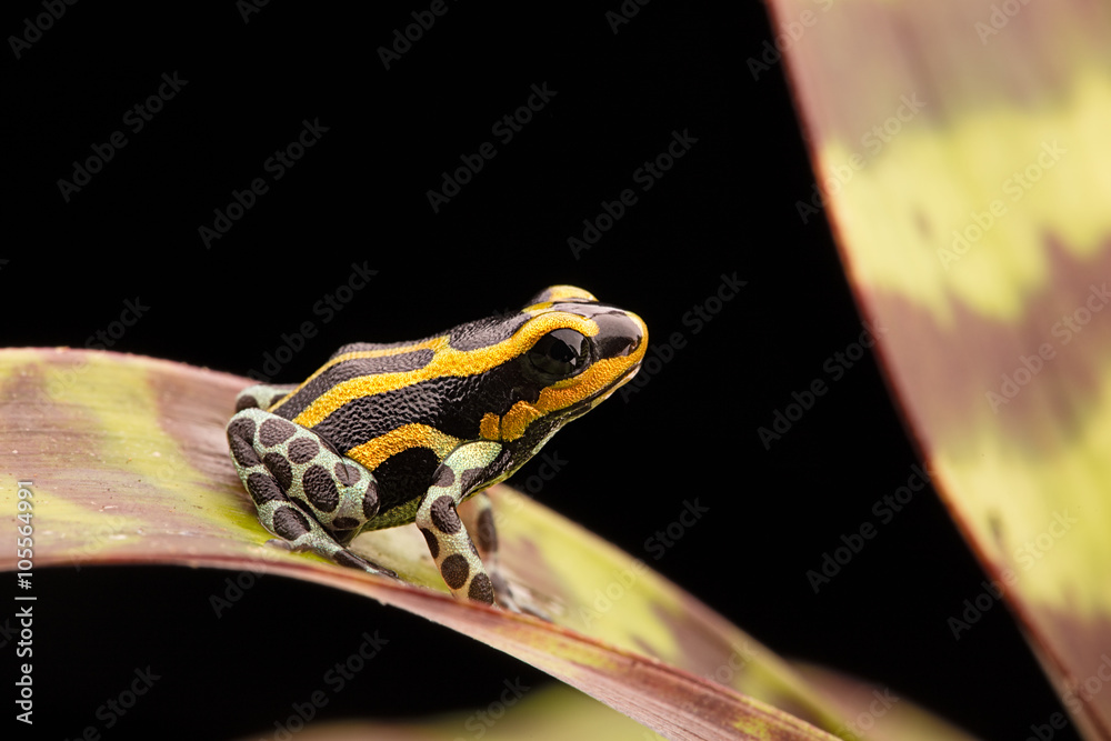 Naklejka premium yellow striped poison dart frog