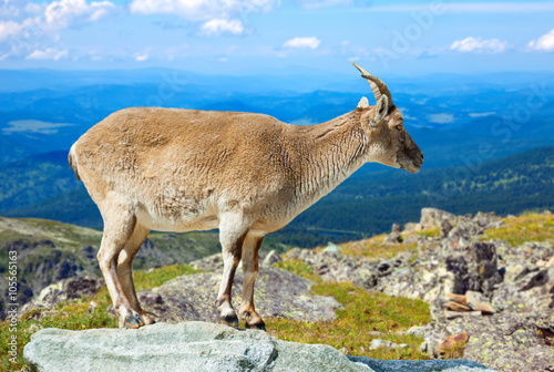  muflon on rock at wildness