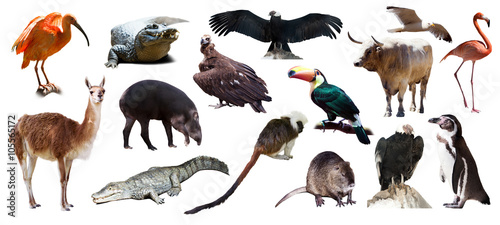 Set of  South American animals over white photo