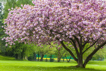 Crédence de cuisine Fleur de cerisier Sakura majestueux parc printanier japonais  © katatonia