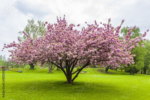 Fotografie, Tablou Beautiful sakura tree in the park