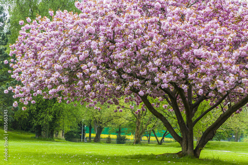 Valokuvatapetti Beautiful sakura tree in the park