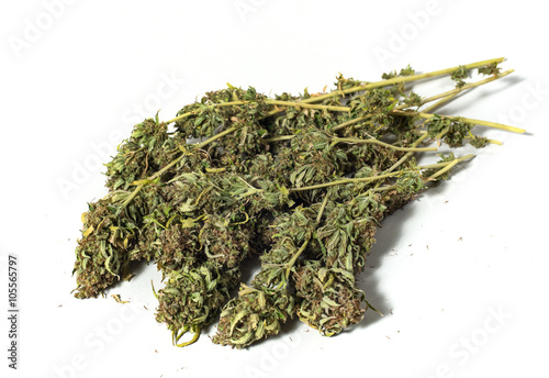 dry marijuana plant