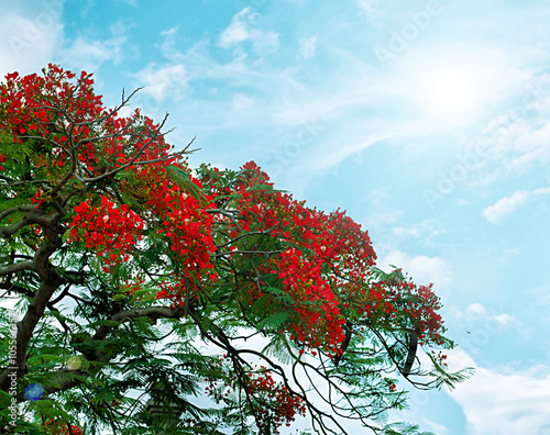 Peacock flowers on poinciana tree over blue sky photo