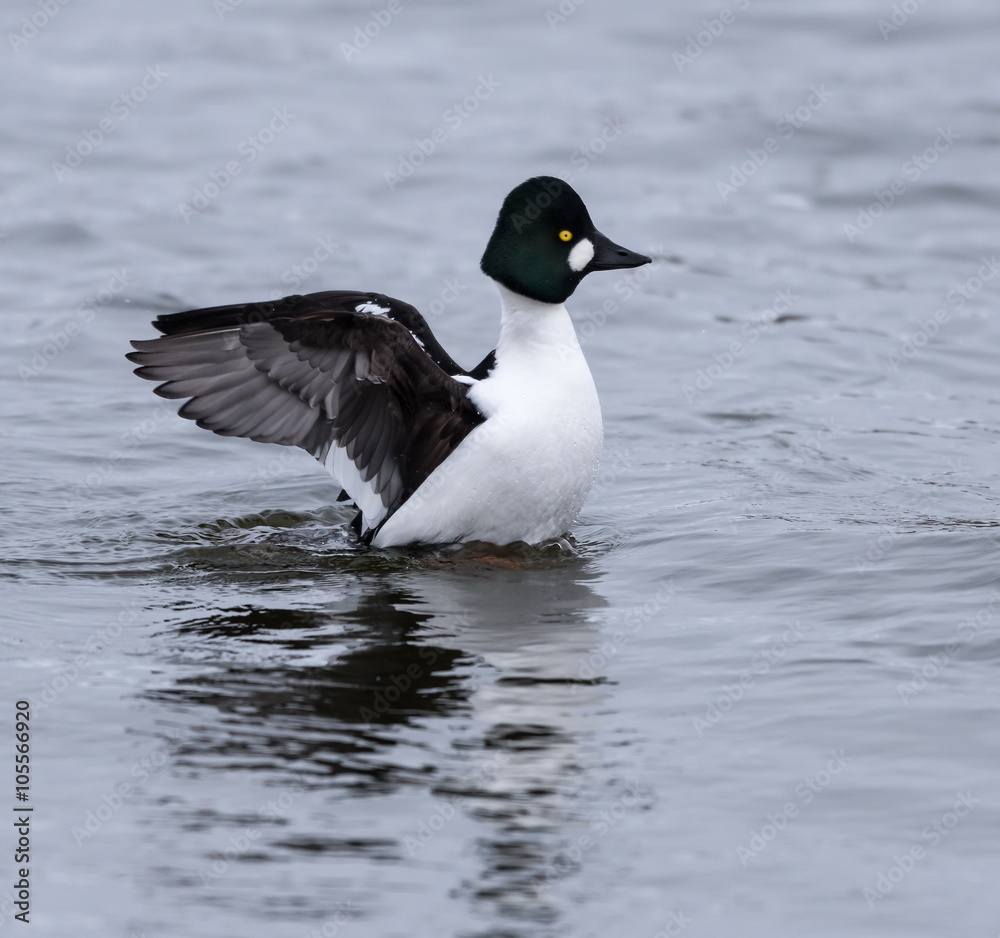 Common Goldeneye Splashing its Wings in Winter Common Goldeneye Splashing its Wings in Winter