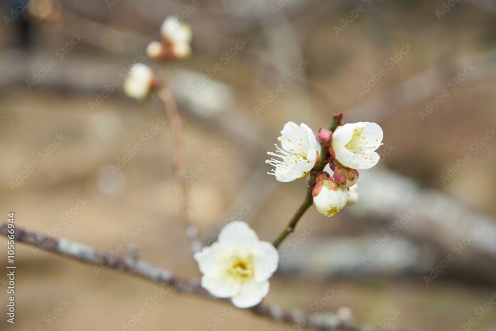 梅の花　開花