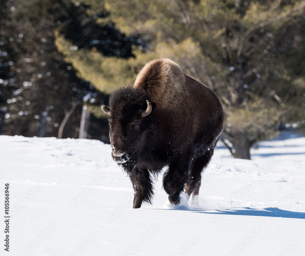 American Bison (Buffalo Meadow) in Winter American Bison (Buffalo Meadow) in Winter
