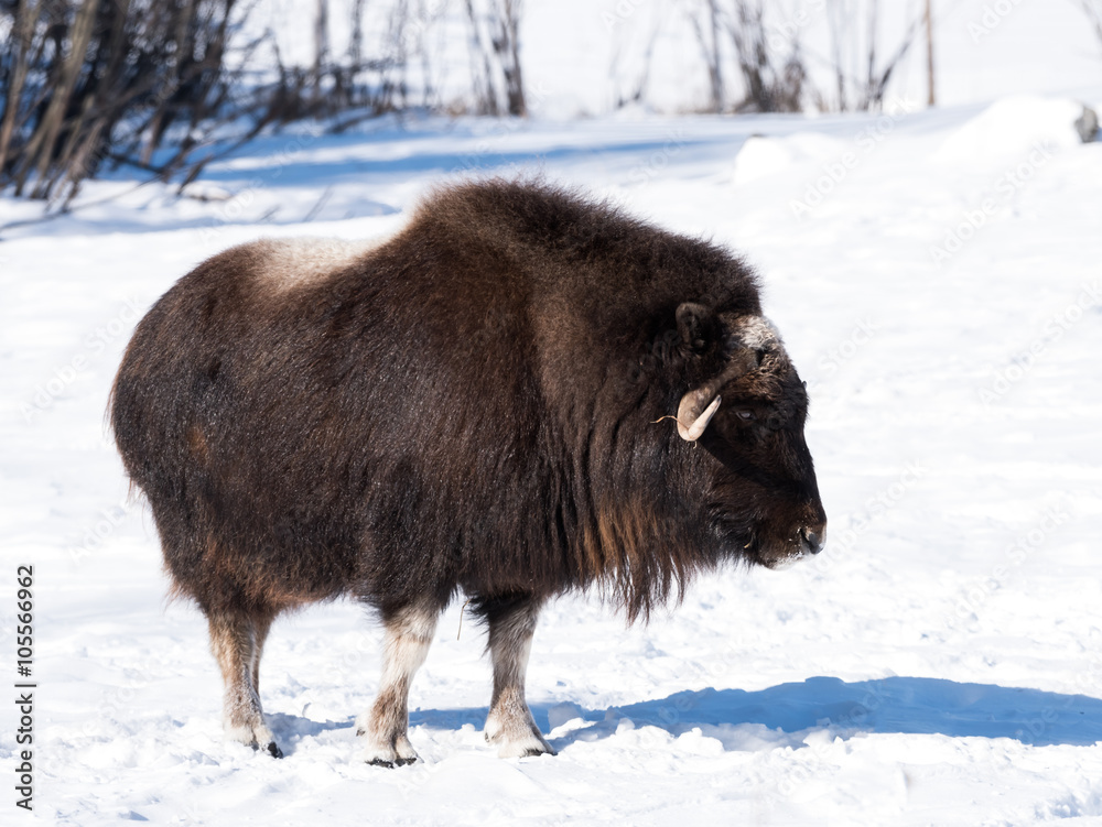 Muskox in Winter Muskox in Winter