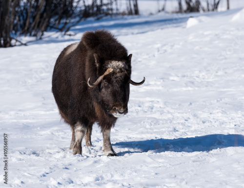 Muskox in Winter © FotoRequest