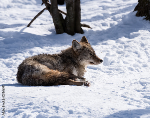  Coyote © FotoRequest