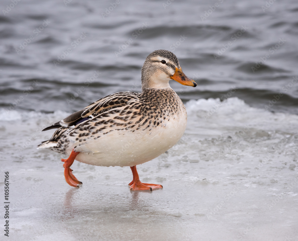 Leucistic Female Mallard Hen Standing on Ice Leucistic Female Mallard Hen Standing on Ice