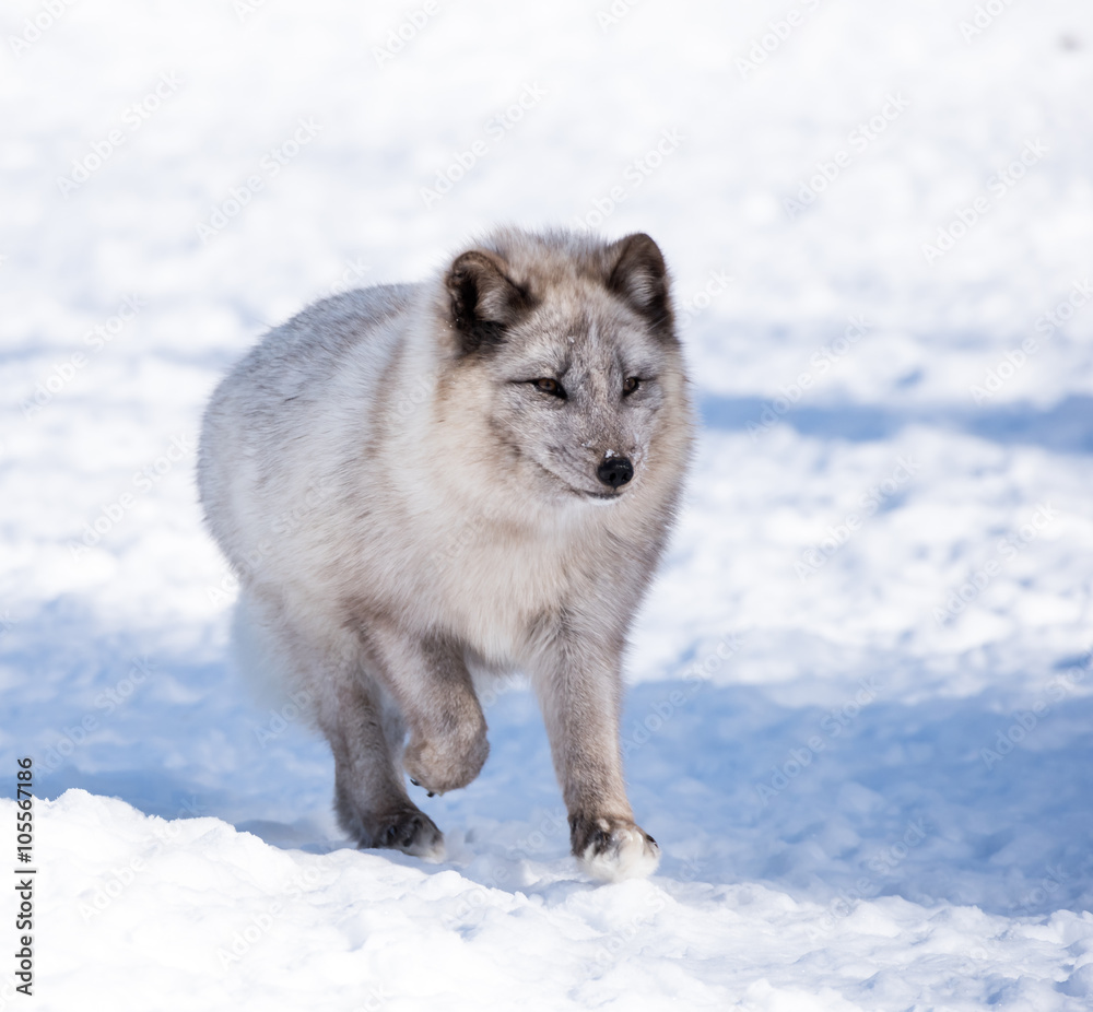 Obraz premium Arctic Fox in Winter