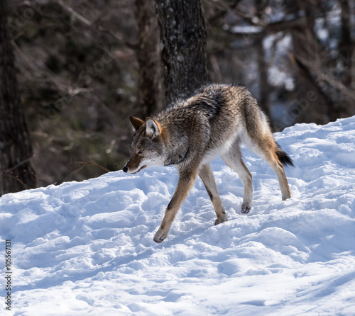 Coyote in Winter © FotoRequest
