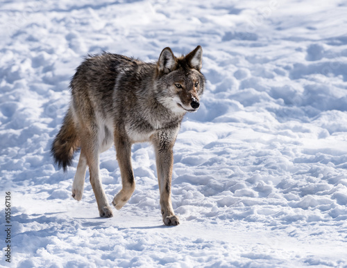 Coyote Running on Snow in Winter © FotoRequest