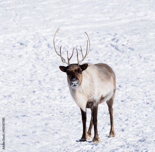 Reindeer or Caribou in Winter © FotoRequest