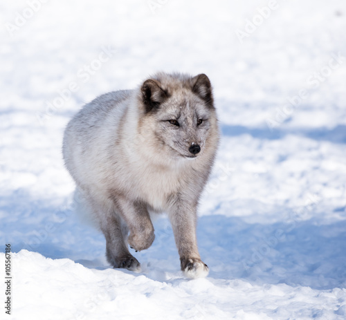 Arctic Fox in Winter © FotoRequest