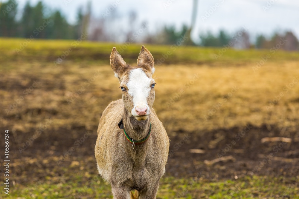 Obraz premium David's Deer