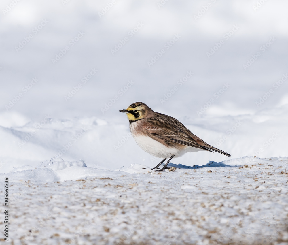 Horned Lark in Winter Horned Lark in Winter