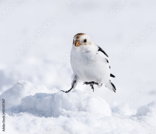 Snow Bunting in Winter