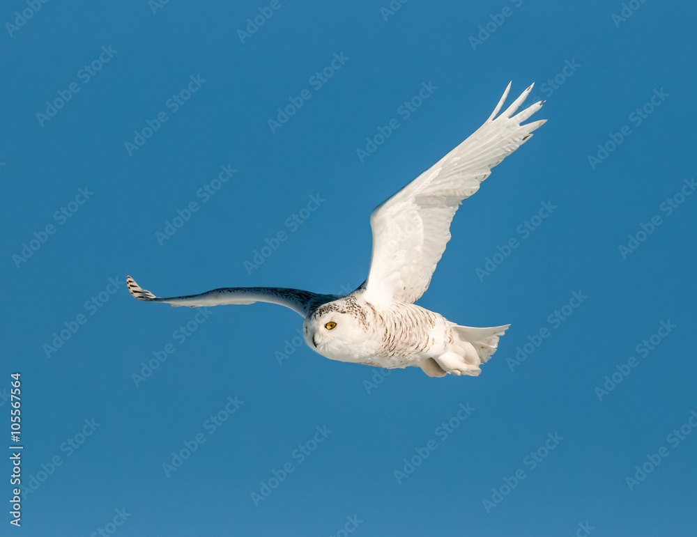 Snowy Owl in Flight on Blue Sky Snowy Owl in Flight on Blue Sky
