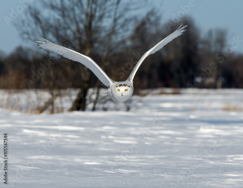 Snowy Owl Flying Over Snow Field