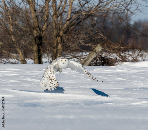 Snowy Owl Flying Over Snow Field