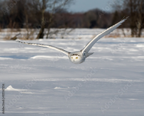Snowy Owl in Flight Over Snow Field  